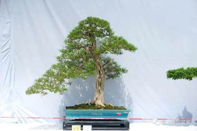 盆景冬季的修剪技巧