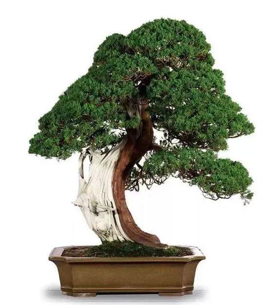 盆景艺术收藏渐成投资新热点