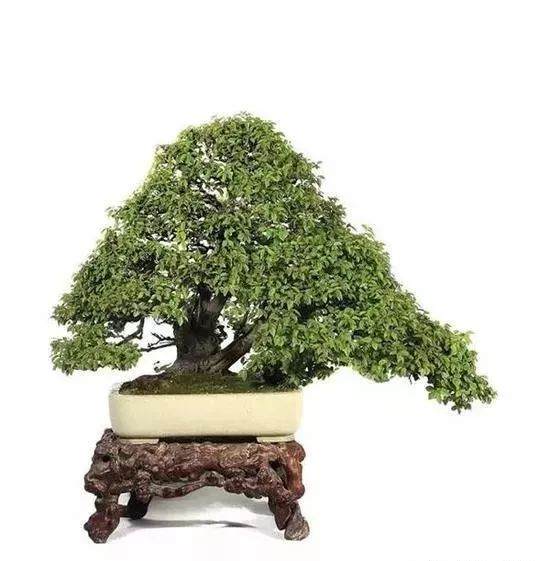 盆景艺术收藏渐成投资新热点