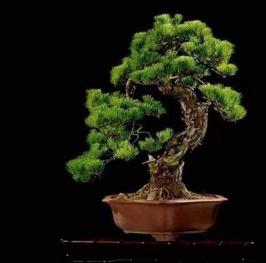 盆景艺术收藏渐成投资新热点