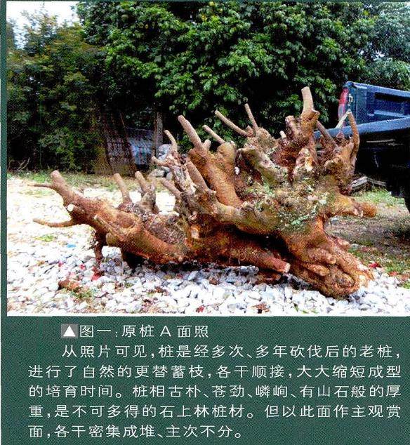 曾宪烨:浅谈清香木盆景的设计体会