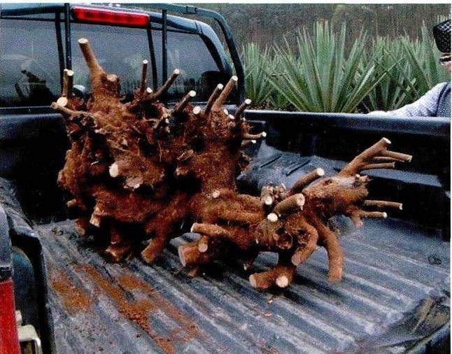 图解 曾宪烨设计清香木老桩盆景的体会