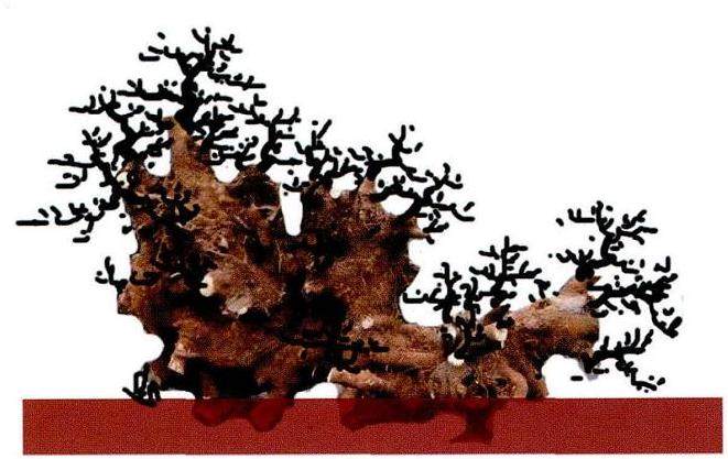 图解 曾宪烨设计清香木老桩盆景的体会