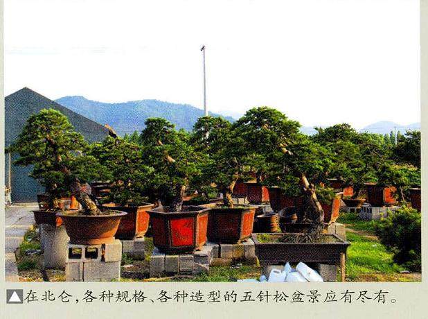 五针松以其独特的魅力依然征服着众多的盆景爱好者