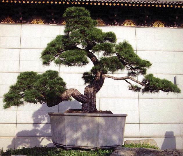 中国唐苑藏有百余盆黑松盆景 原产地日本