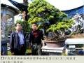 盆景在宁波这片土地上源远流长 生生不息
