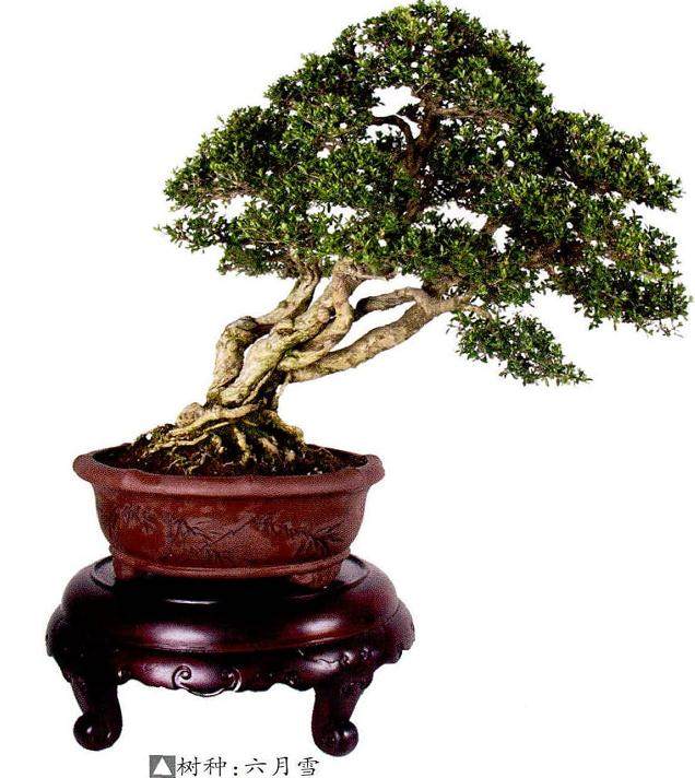 陈富清先生在慈溪新世纪花园倾力打造的私家盆景园