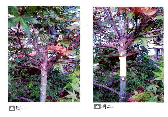 日本红枫盆景的高压繁殖过程
