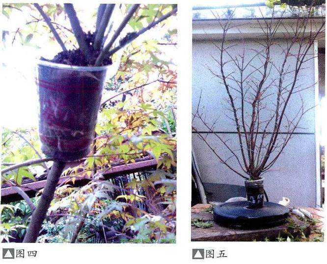图解 日本红枫盆景的高压繁殖过程