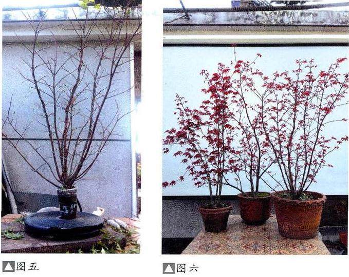 图解 日本红枫盆景的高压繁殖过程