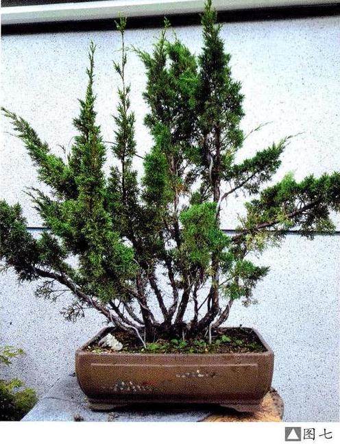 图解 日本红枫盆景的高压繁殖过程