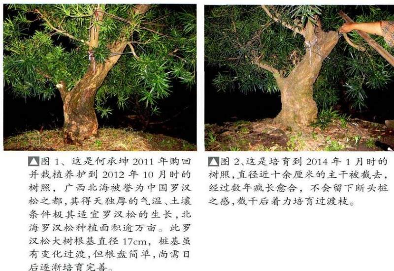 图解 如何通过管理提高罗汉松盆景的适应能力