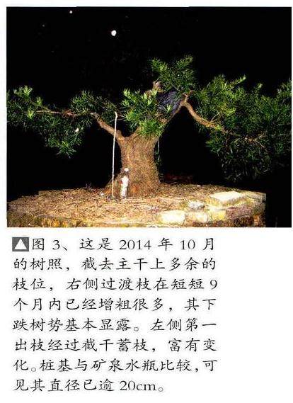 图解 如何通过管理提高罗汉松盆景的适应能力