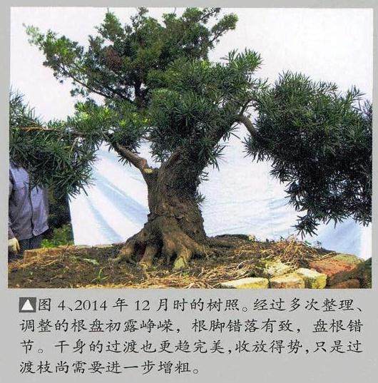 图解 如何通过管理提高罗汉松盆景的适应能力