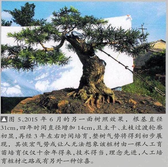 图解 如何通过管理提高罗汉松盆景的适应能力