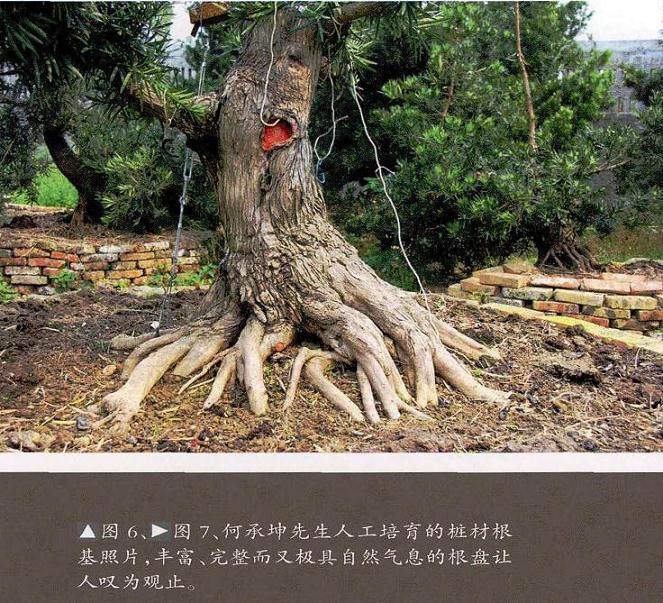 图解 如何通过管理提高罗汉松盆景的适应能力
