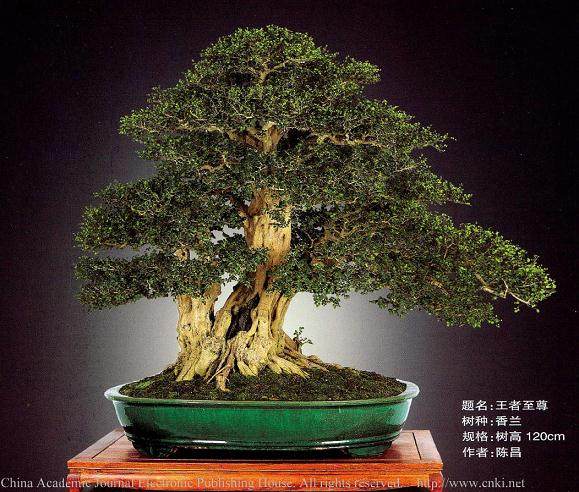 广州举行的2015国际盆景大会暨第13届亚太盆景赏石大会