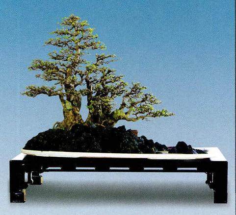 景致与境界是水旱树石盆景表现追求的两个方向