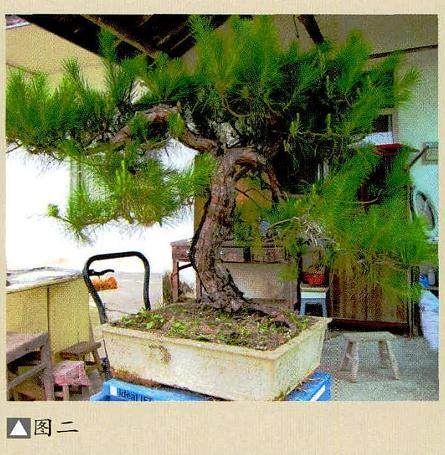 马尾松盆景制作实践中 如何取合作疏浅?