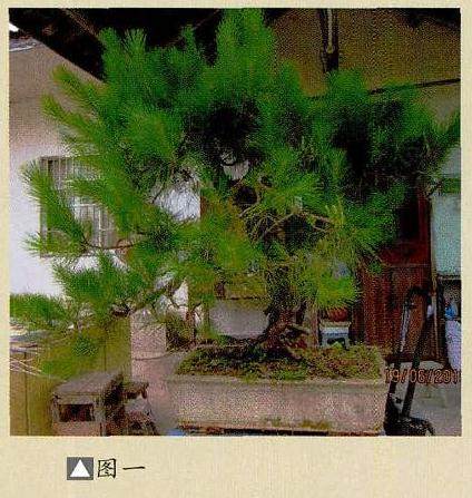 马尾松盆景制作实践中 如何取合作疏浅?