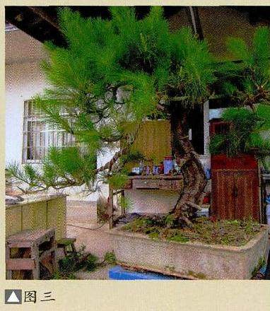 图解 马尾松盆景制作怎么合作疏浅的方法