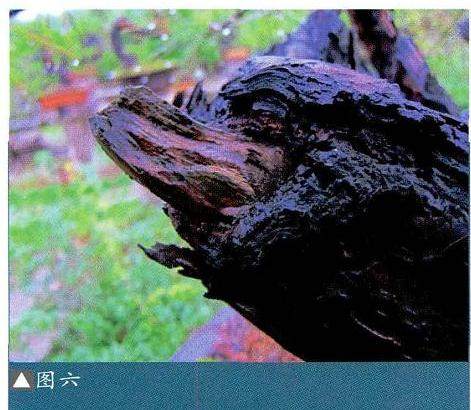 图解 马尾松盆景制作怎么合作疏浅的方法