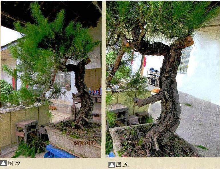 图解 马尾松盆景制作怎么合作疏浅的方法