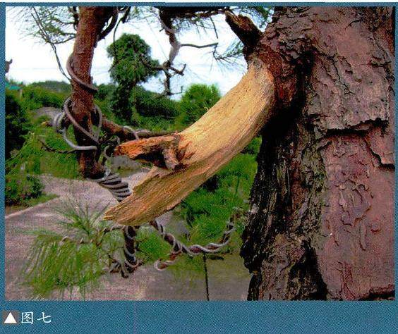 图解 马尾松盆景制作怎么合作疏浅的方法