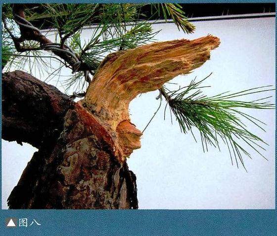 图解 马尾松盆景制作怎么合作疏浅的方法