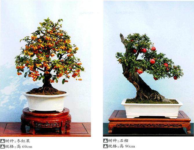 松柏、罗汉松、黄杨占据着盆景发展的主流