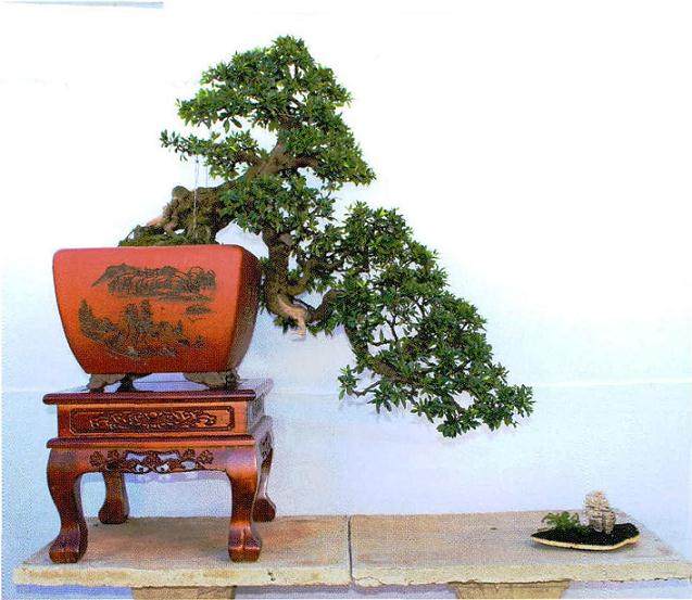 云南特有的老桩盆景树种 铁马鞭