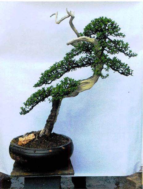 云南特有的老桩盆景树种 铁马鞭