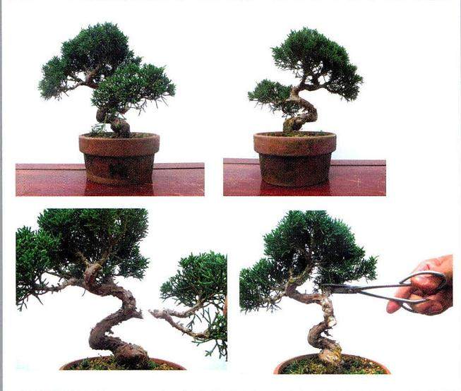 制作真柏盆景要考虑水线与主干的比例