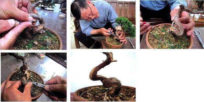 制作真柏盆景要考虑水线与主干的比例