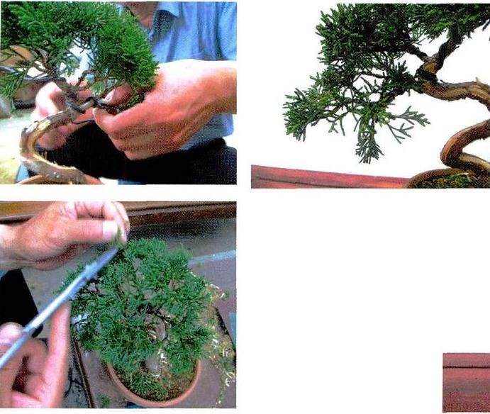 制作真柏盆景要考虑水线与主干的比例