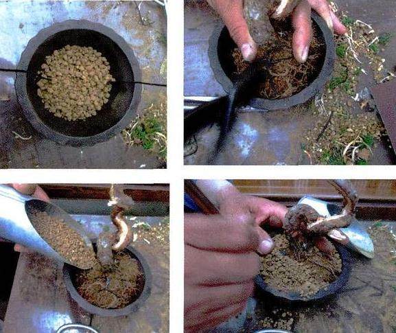 制作真柏盆景要考虑水线与主干的比例