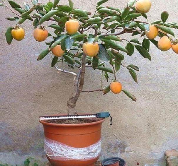 盆栽果树的盆土配制和肥水管理