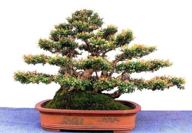 第二届盆景奇石根艺展在湖北成宁十六潭公园举行