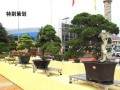 河南省第十三届中州盆景大赛