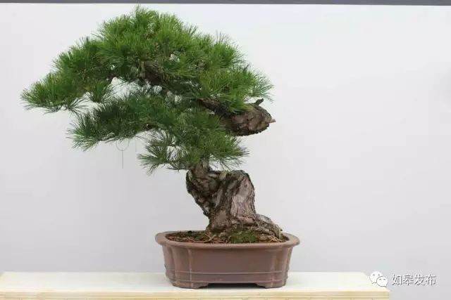 2018年上海植物园举办如皋盆景展