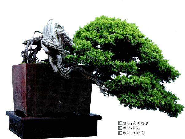 刘传刚谈山石盆景的基本功与表现手法