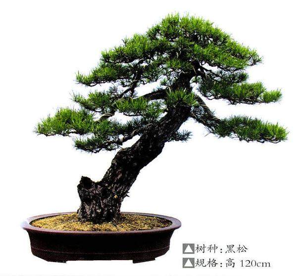 常州沧海兰松园--王励平建设的私家盆景园