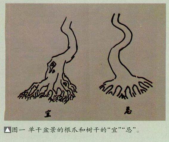 浅谈盆景单干式和双干式的制作事项
