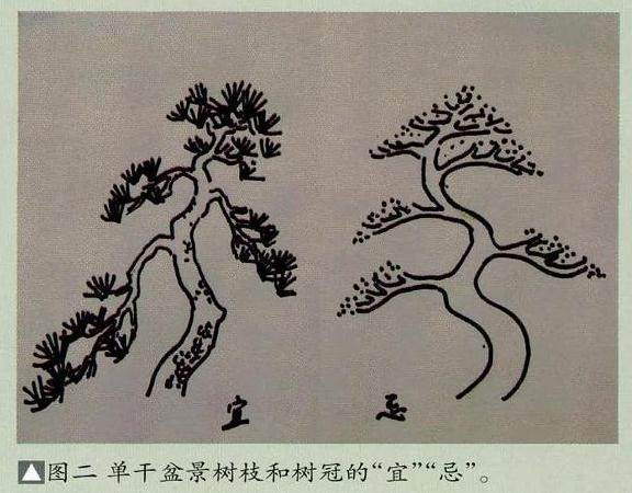 浅谈盆景单干式和双干式的制作事项