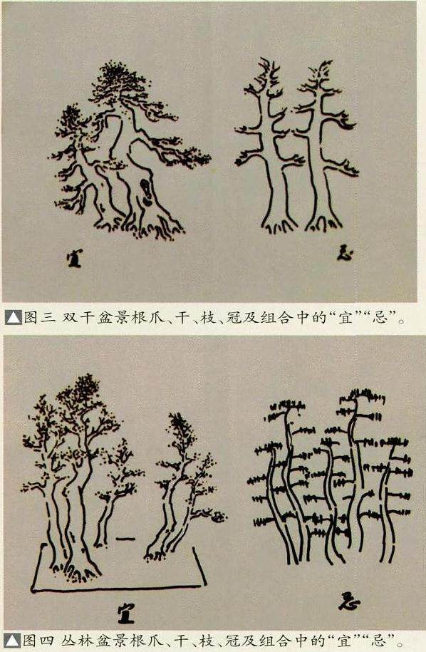 浅谈盆景单干式和双干式的制作事项