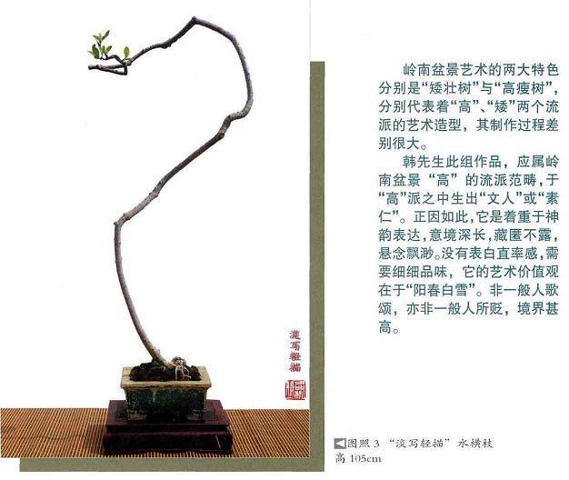 岭南盆景艺术的2大特色 矮壮树与高瘦树