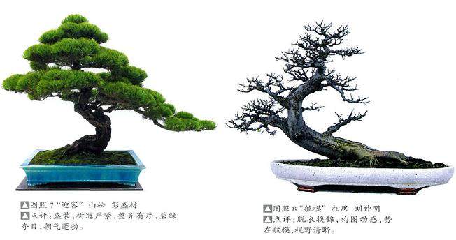 岭南盆景艺术的2大特色 矮壮树与高瘦树