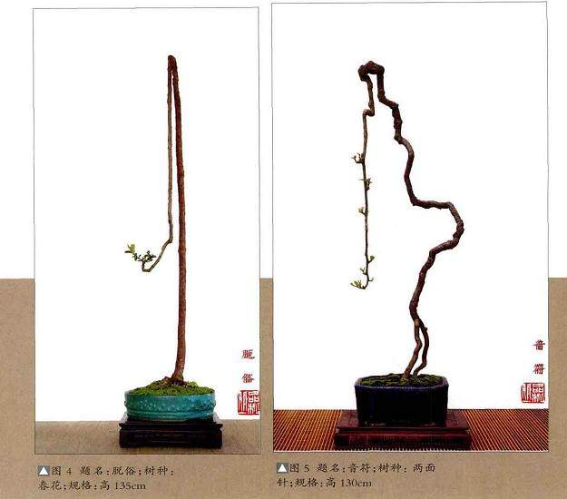 岭南盆景艺术的2大特色 矮壮树与高瘦树