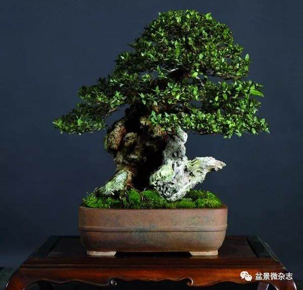 赵庆泉老师谈盆景的标准化