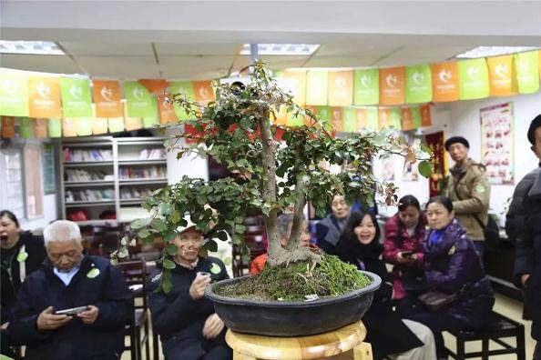 为了美好的园艺生活 盆景导师团成立了！